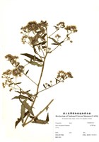 藏品(臺灣馬蘭)的圖片